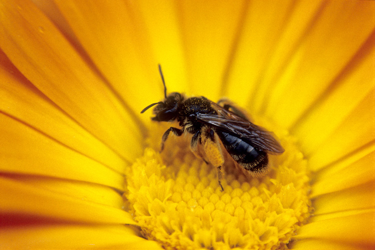 Abeille butinant 