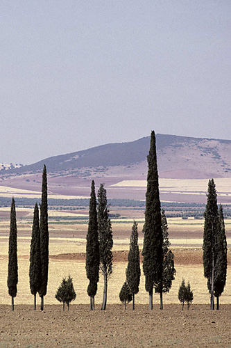 Allée de cyprés en Espagne
