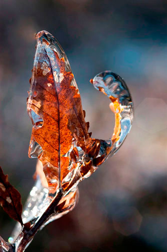 Feuilles de chêne dans gangue de glace