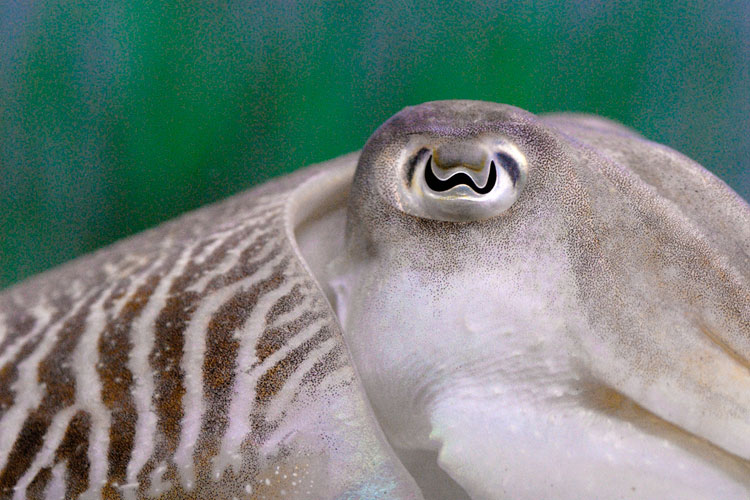 Regard de seiche