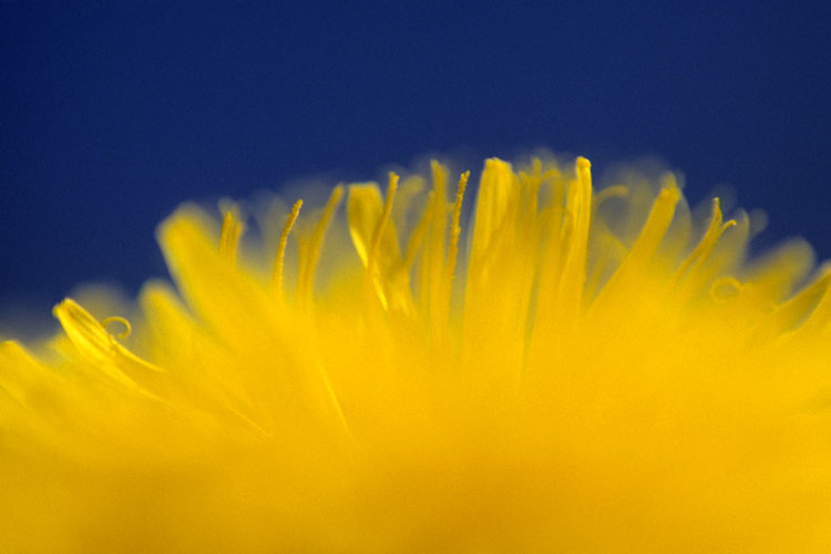 Pétales et pistils de pissenlit
