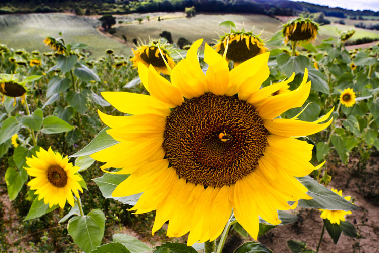 Fleur de tournesol, butinée par un bourdon, dans une culture biologique du tarn