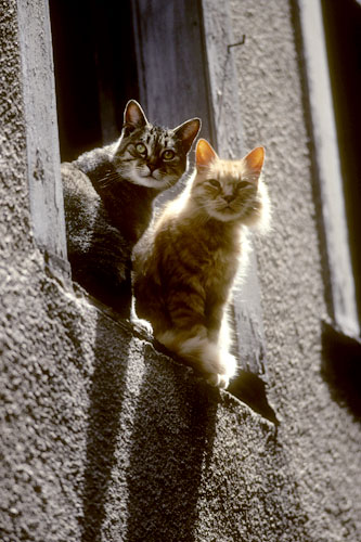 Deux chats intrigants dans une ruelle